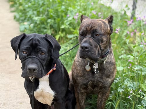 Heather's Heroes Sidekick Leash - Dog.Dog.Cat.