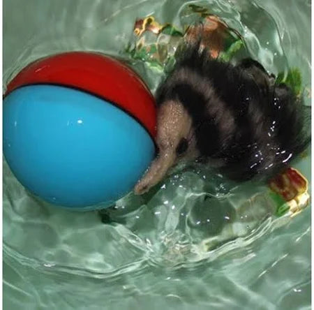 Beavers Ball Dog or Cat Toy - Dog.Dog.Cat.