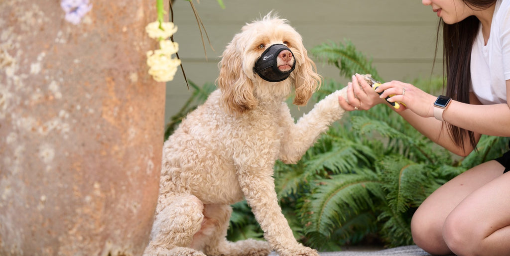 RC Soft Fit Dog Muzzle-Charcoal - Dog.Dog.Cat.