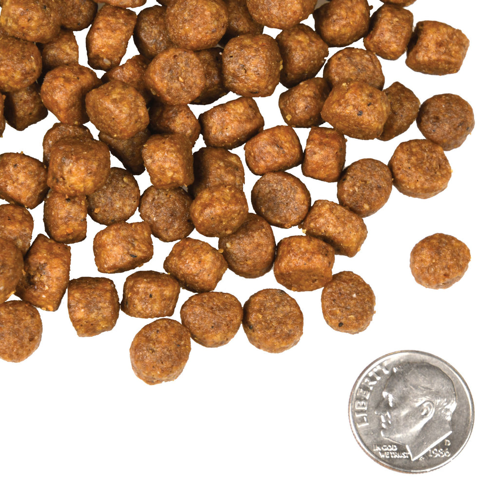 Fromm 4 Star Dry Dog Food - Beef Frittata - Dog.Dog.Cat.