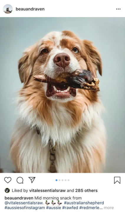 Vital Essentials Freeze Dried B-Duck Head : Single - Dog.Dog.Cat.