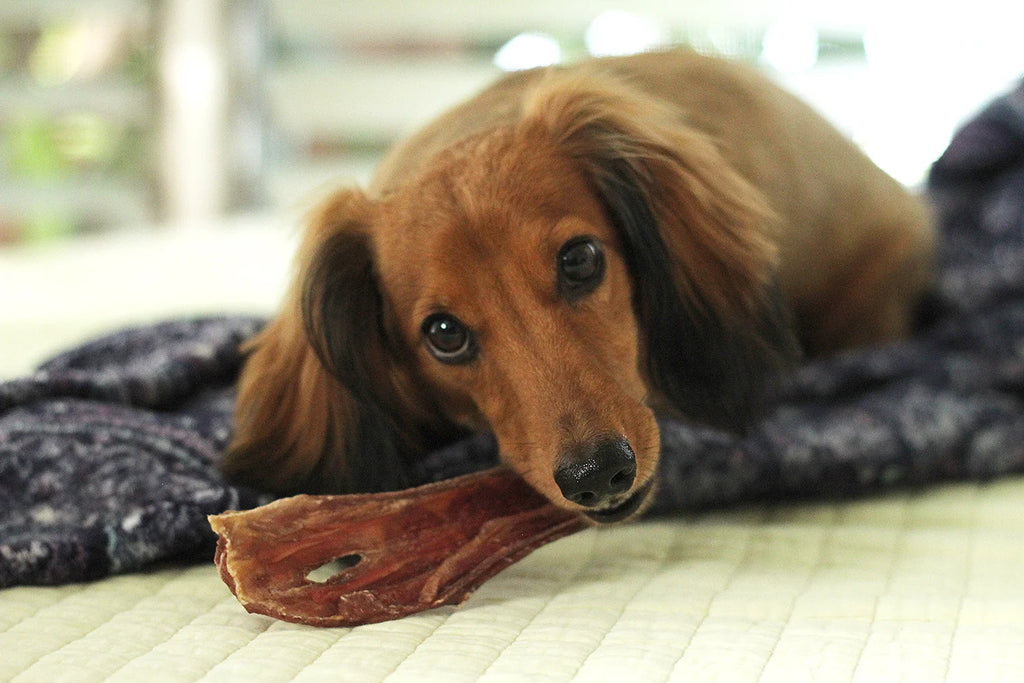 Beef Gullet Strips Bagged-Gullet Strip : 6 oz - Dog.Dog.Cat.