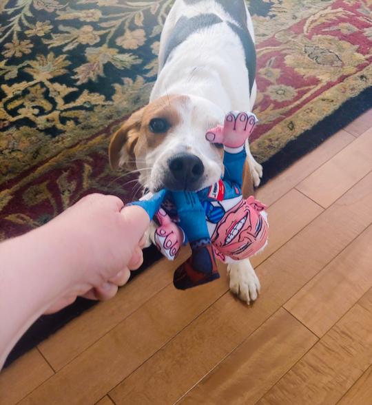 Political Parody - President Joe Biden Dog Toy
