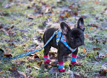 Sport Pawks- Dog Socks - Dog.Dog.Cat.