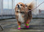 Sport Pawks- Dog Socks