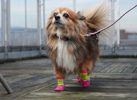 Sport Pawks- Dog Socks — Dog.Dog.Cat.