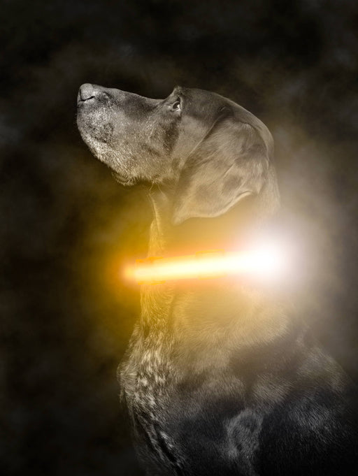 Mighty Paw - LED Dog Collar