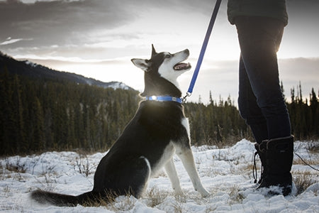 RC Poppin Light - Dog.Dog.Cat.