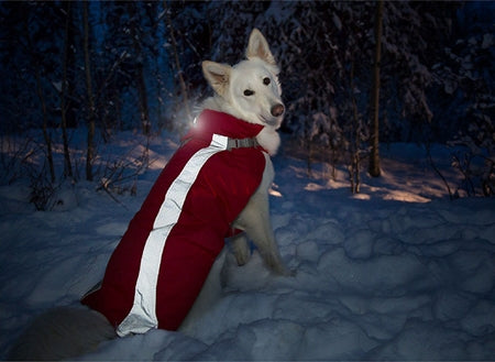 RC Poppin Light - Dog.Dog.Cat.