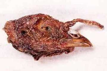 Turkey Head - Dog.Dog.Cat.