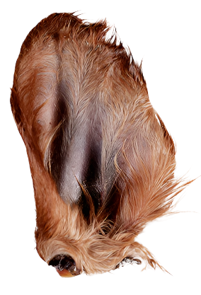 Farm Hound Beef Ear with Hair / Cow Ears - Dog.Dog.Cat.