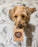 Tricks for Treats iron-on patch for dogs