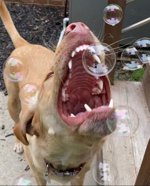 Flavored Edible Bubbles For Dogs