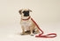 Fine Doggy Leather Leash