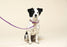 Fine Doggy Leather Leash
