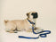 Fine Doggy Leather Leash