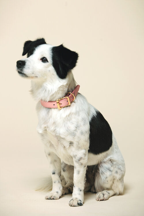 Fine Doggy Leather Collar - Dog.Dog.Cat.