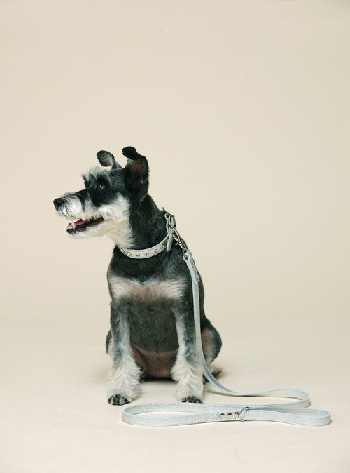 Fine Doggy Leather Collar - Dog.Dog.Cat.