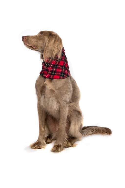 Gold Paw Snood