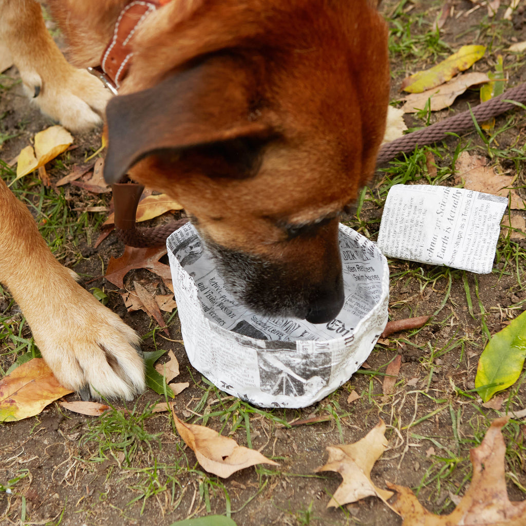 Kikkerland Design Inc - Folding News Dog Water Bowl - Dog.Dog.Cat.