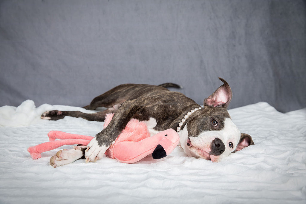Fluff and Tuff Dog Toys - Lola Flamingo - Dog.Dog.Cat.
