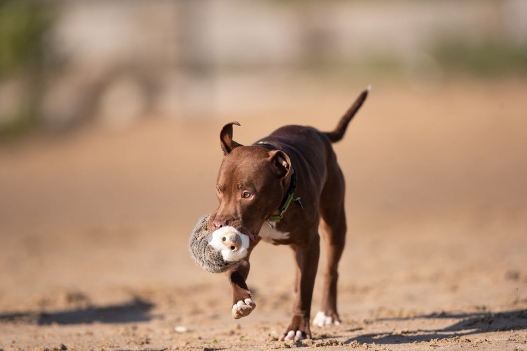Fluff and Tuff Dog Toy - Harriet Hedgehog - Dog.Dog.Cat.